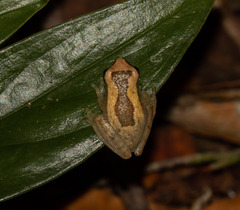 Dendropsophus elegans