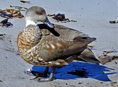 Lophonetta specularioides