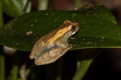 Dendropsophus elegans