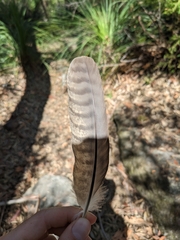 Podargus strigoides