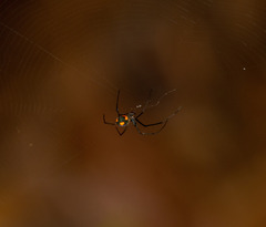 Leucauge