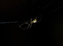 Leucauge