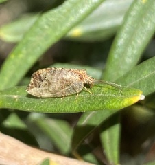 Drepanacra binocula