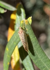 Drepanacra binocula