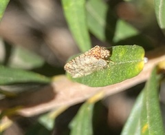 Drepanacra binocula