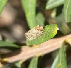 Drepanacra binocula
