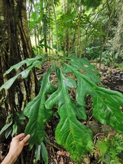 Anthurium clavigerum