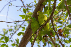 Forpus xanthopterygius