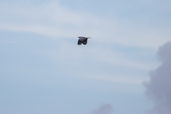 Geranospiza caerulescens