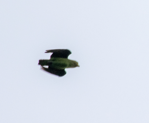 Golden-tailed Parrotlet (Touit surdus), photo 10