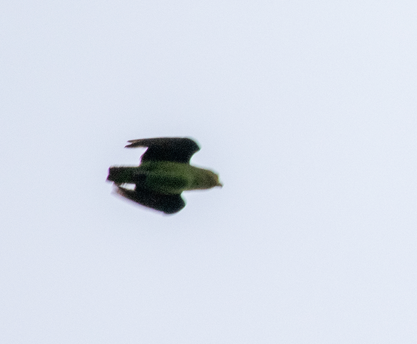 Golden-tailed Parrotlet (Touit surdus), photo 5