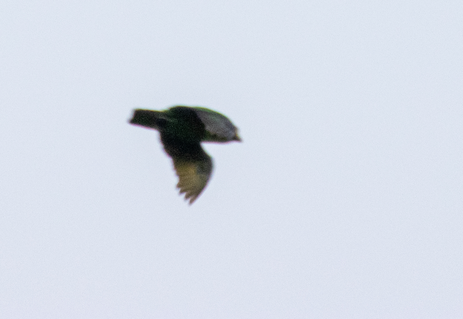Golden-tailed Parrotlet (Touit surdus), photo 6