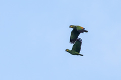 Amazona amazonica amazonica