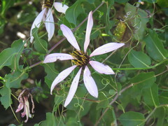 Mutisia spinosa