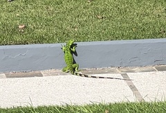 Iguana iguana