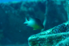 Stegastes partitus