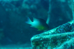 Stegastes partitus
