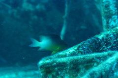 Stegastes partitus