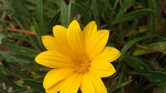 Gazania rigens