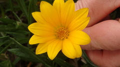 Gazania rigens