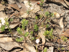 Hibbertia crinita