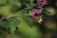 Pereute charops charops