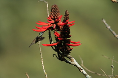 Saucerottia cyanocephala