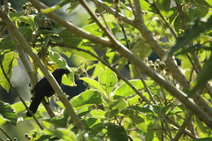 Saltator grandis
