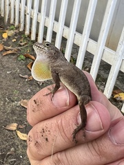 Anolis cristatellus