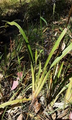 Dianella caerulea producta