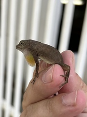 Anolis cristatellus
