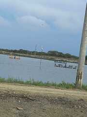 Ardea alba