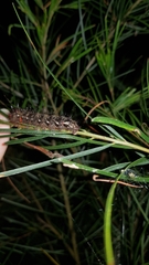 Chelepteryx chalepteryx