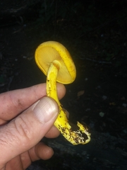 Gymnopilus luteus