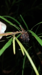 Chelepteryx chalepteryx