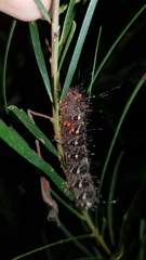 Chelepteryx chalepteryx