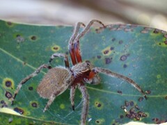 Hortophora
