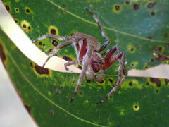 Hortophora