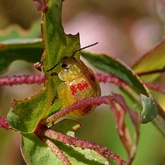 Paropsisterna fastidiosa