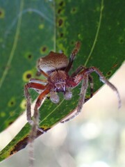 Hortophora