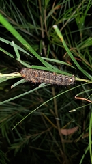 Chelepteryx chalepteryx