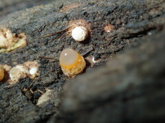 Sphaerobolus stellatus