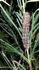 Chelepteryx chalepteryx