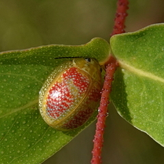 Paropsisterna fastidiosa
