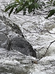 Cinclus leucocephalus