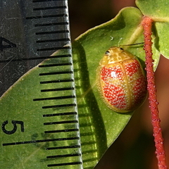 Paropsisterna fastidiosa