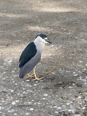 Nycticorax nycticorax