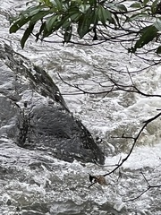 Cinclus leucocephalus