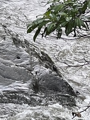 Cinclus leucocephalus