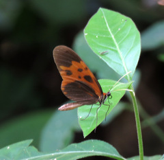 Mechanitis messenoides deceptus